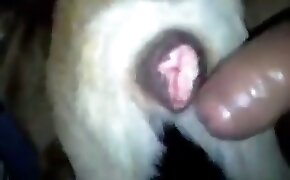 Corno divide esposa peituda sexy com amigo debaixo do chuveiro - guy fucks animal, zoophilia fuck porn