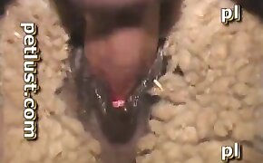 fucking with animals, dog bestiality